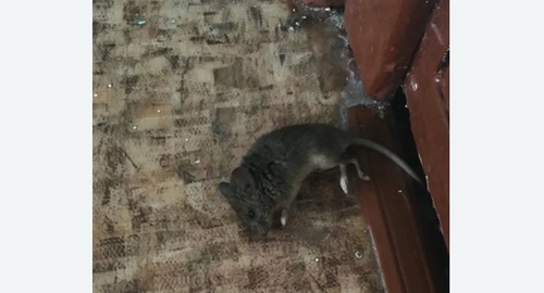 Дезинфекция от мышей в Томари