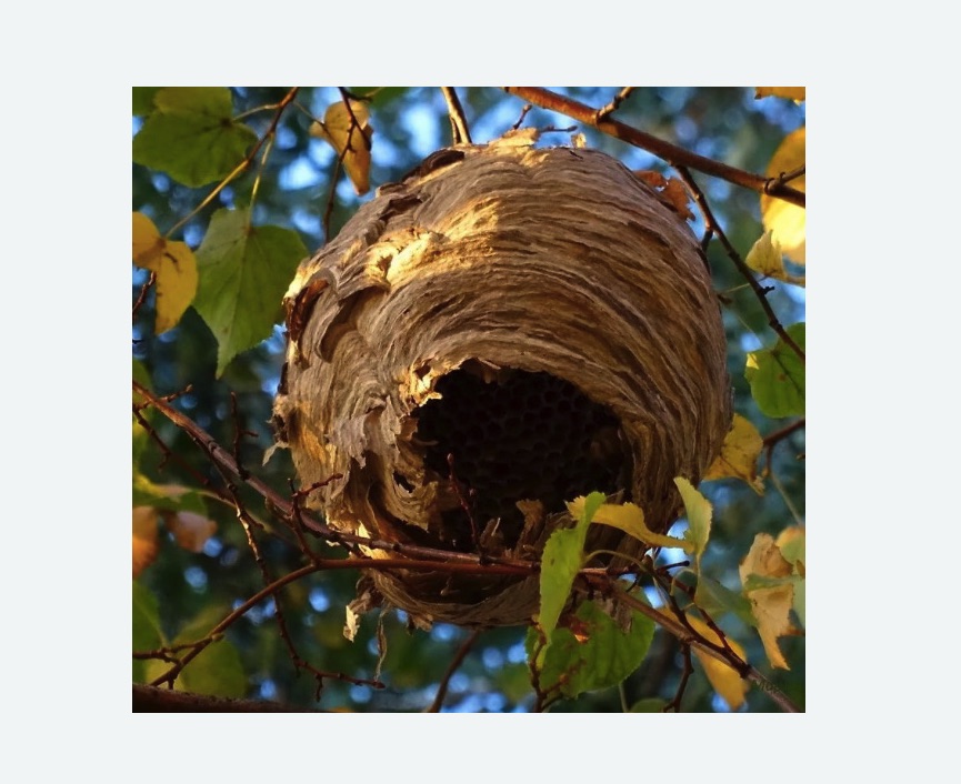 Обработка от шершней в Томари