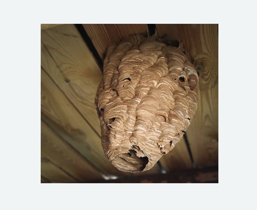 обработка от шершней в Томари