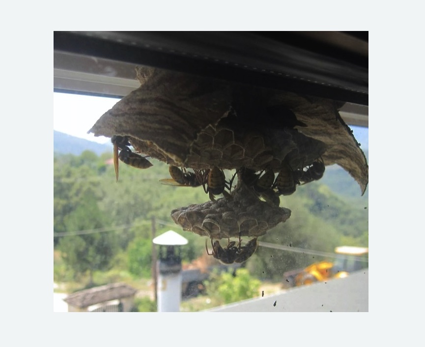 Уничтожение гнёзд шершней в Томари