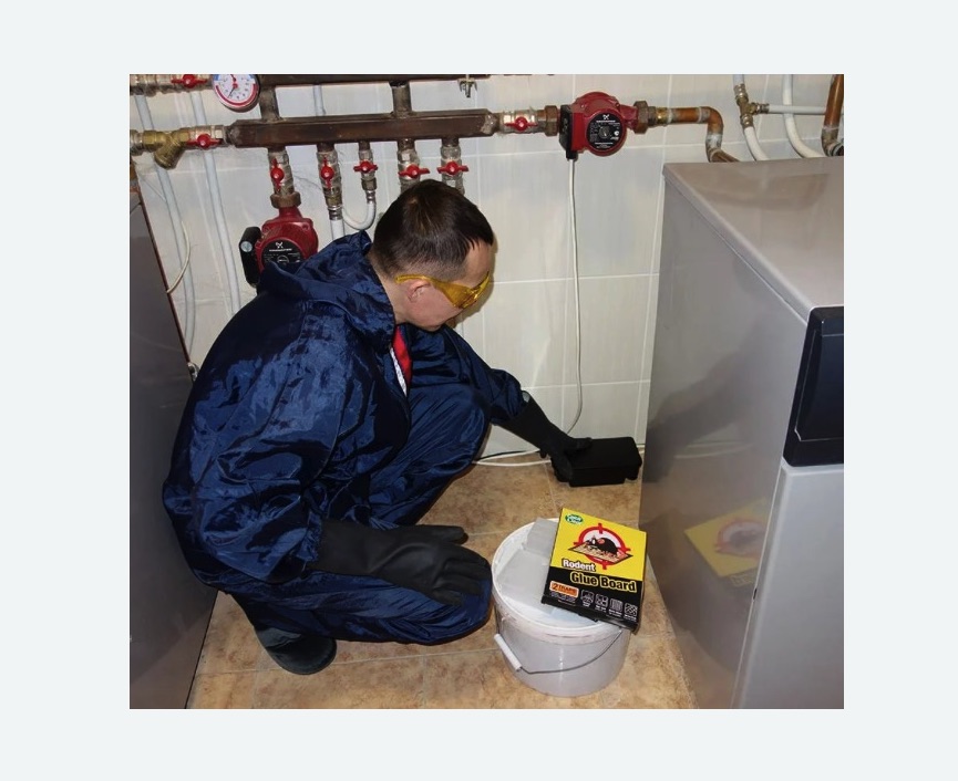 Уничтожение крыс в Томари