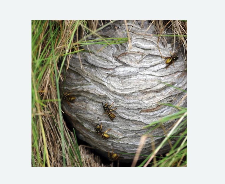 Уничтожение ос и ульев в Томари